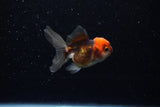 Baby Thai Oranda  Tricolor 2.5 Inch (ID#221TPTA-86) Free2Day SHIPPING