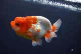 Juvenile Lionchu  Red White 3.5 Inch (ID#1018R11b-27) Free2Day SHIPPING