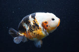 Milk Cow Ranchu  Calico 5 Inch (ID#415R10a-87) Free2Day SHIPPING