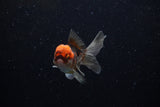 Baby Thai Oranda  Tricolor 2.5 Inch (ID#221TPTA-86) Free2Day SHIPPING