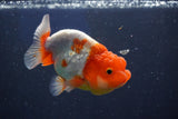 Juvenile Lionchu  Red White 3.5 Inch (ID#1018R11b-27) Free2Day SHIPPING