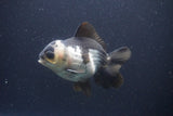 Short Body Thai Oranda  Panda 4 Inch (ID#1108To14b-62) Free2Day SHIPPING