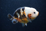 Milk Cow Ranchu  Calico 5 Inch (ID#415R10a-87) Free2Day SHIPPING