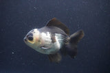 Short Body Thai Oranda  Panda 4 Inch (ID#1108To14b-62) Free2Day SHIPPING