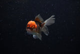 Baby Thai Oranda  Tricolor 2.5 Inch (ID#221TPTA-86) Free2Day SHIPPING