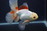 Thai Oranda  Red White 6 Inch (ID#0107T2b-68) Free2Day SHIPPING