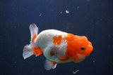 Juvenile Lionchu  Red White 3.5 Inch (ID#1018R11b-27) Free2Day SHIPPING