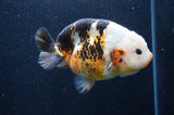 Milk Cow Ranchu  Calico 5 Inch (ID#415R10a-87) Free2Day SHIPPING