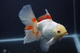 Thai Oranda  Red White 6 Inch (ID#0107T2b-68) Free2Day SHIPPING