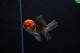 Baby Thai Oranda  Tricolor 2.5 Inch (ID#221TPTA-86) Free2Day SHIPPING
