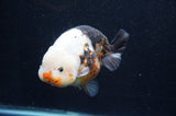 Milk Cow Ranchu  Calico 5 Inch (ID#415R10a-87) Free2Day SHIPPING