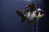 Short Body Thai Oranda  Panda 4 Inch (ID#1108To14b-62) Free2Day SHIPPING