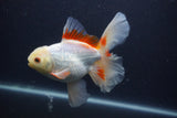 Thai Oranda  Red White 6 Inch (ID#0107T2b-68) Free2Day SHIPPING