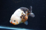Milk Cow Ranchu  Calico 5 Inch (ID#415R10a-87) Free2Day SHIPPING