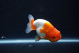 Juvenile Lionchu  Red White 3.5 Inch (ID#1018R11b-28) Free2Day SHIPPING