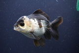 Short Body Thai Oranda  Panda 4 Inch (ID#1108To14b-62) Free2Day SHIPPING