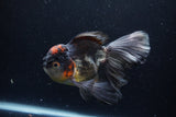 Thai Oranda  Tricolor 6 Inch (ID#1224To6b-94)