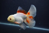 Thai Oranda  Red White 6 Inch (ID#0107T2b-68) Free2Day SHIPPING