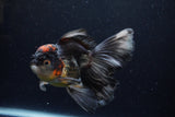 Thai Oranda  Tricolor 6 Inch (ID#1224To6b-94)