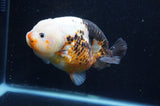 Milk Cow Ranchu  Calico 5 Inch (ID#415R10a-87) Free2Day SHIPPING