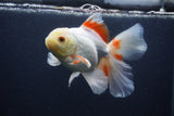 Thai Oranda  Red White 6 Inch (ID#0107T2b-68) Free2Day SHIPPING