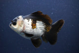 Short Body Thai Oranda  Panda 4 Inch (ID#1108To14b-62) Free2Day SHIPPING