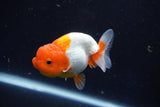 Juvenile Lionchu  Red White 3.5 Inch (ID#1018R11b-28) Free2Day SHIPPING