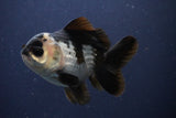 Short Body Thai Oranda  Panda 4 Inch (ID#1108To14b-62) Free2Day SHIPPING