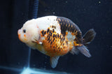 Milk Cow Ranchu  Calico 5 Inch (ID#415R10a-87) Free2Day SHIPPING