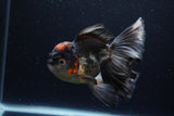 Thai Oranda  Tricolor 6 Inch (ID#1224To6b-94)