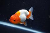 Juvenile Lionchu  Red White 3.5 Inch (ID#1018R11b-28) Free2Day SHIPPING