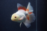 Thai Oranda  Red White 6 Inch (ID#0107T2b-68) Free2Day SHIPPING