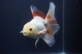 Thai Oranda  Red White 6 Inch (ID#0107T2b-68) Free2Day SHIPPING