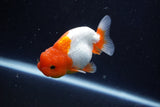 Juvenile Lionchu  Red White 3.5 Inch (ID#1018R11b-28) Free2Day SHIPPING