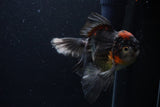 Thai Oranda  Tricolor 6 Inch (ID#1224To6b-94)