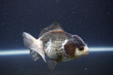 Short Body Thai Oranda  Panda 4 Inch (ID#1112To14b-60) Free2Day SHIPPING