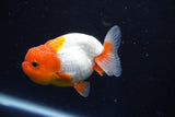 Juvenile Lionchu  Red White 3.5 Inch (ID#1018R11b-28) Free2Day SHIPPING