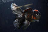 Thai Oranda  Tricolor 6 Inch (ID#1224To6b-94)