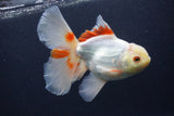 Thai Oranda  Red White 6 Inch (ID#0107T2b-68) Free2Day SHIPPING