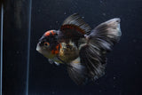 Thai Oranda  Tricolor 6 Inch (ID#1224To6b-94)