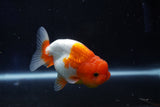 Juvenile Lionchu  Red White 3.5 Inch (ID#1018R11b-28) Free2Day SHIPPING