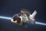 Short Body Thai Oranda  Panda 4 Inch (ID#1112To14b-60) Free2Day SHIPPING