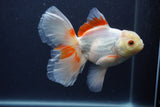 Thai Oranda  Red White 6 Inch (ID#0107T2b-68) Free2Day SHIPPING