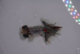 Butterfly  Calico 3 Inch (ID#1206B8b-63) Free2Day SHIPPING