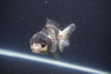 Short Body Thai Oranda  Panda 4 Inch (ID#1112To14b-60) Free2Day SHIPPING