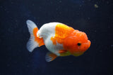 Juvenile Lionchu  Red White 3.5 Inch (ID#1018R11b-28) Free2Day SHIPPING