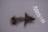 Butterfly  Calico 3 Inch (ID#1206B8b-63) Free2Day SHIPPING