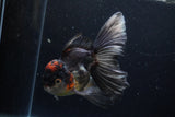 Thai Oranda  Tricolor 6 Inch (ID#1224To6b-94)