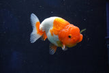 Juvenile Lionchu  Red White 3.5 Inch (ID#1018R11b-28) Free2Day SHIPPING