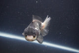 Short Body Thai Oranda  Panda 4 Inch (ID#1112To14b-60) Free2Day SHIPPING